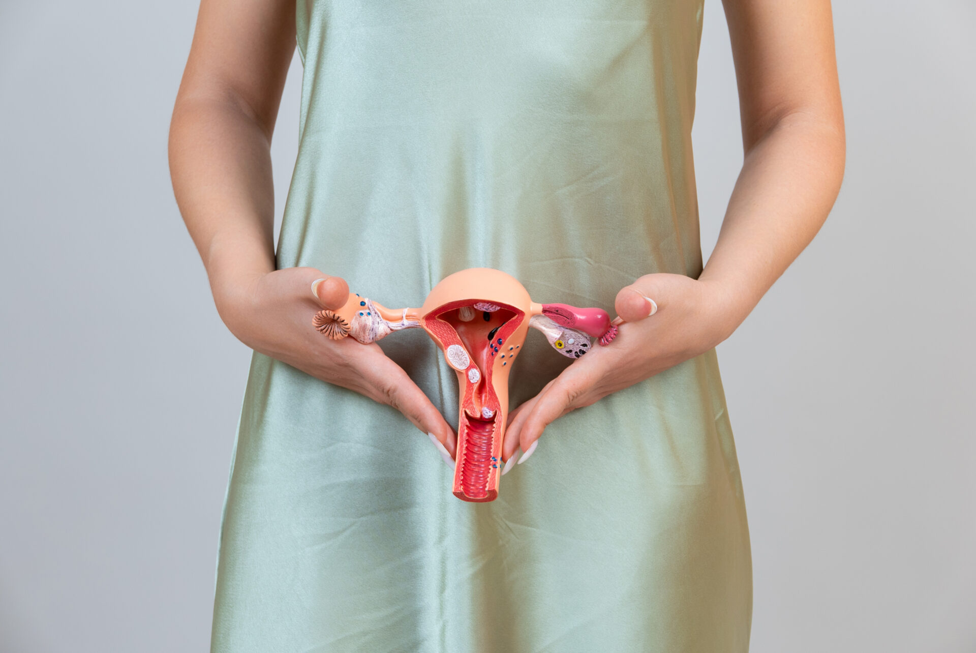Asain woman holds model of female reproductive system in the hands. Help and care concept Asain woman holds model of female reproductive system in the hands. Help and care concept